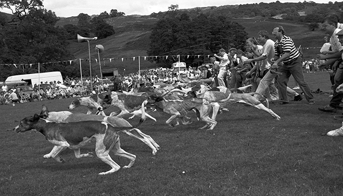 DOG GONE... Fractions of a second after the start of the Senior Trail at Ambleside Sports in July 1992...