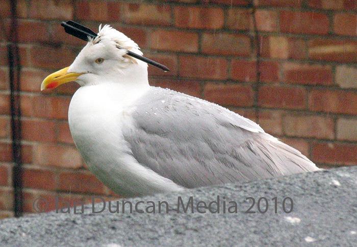 SHOT... the second seagull shot with a crossbow bolt and roosting in the Old Town in Scarborough...