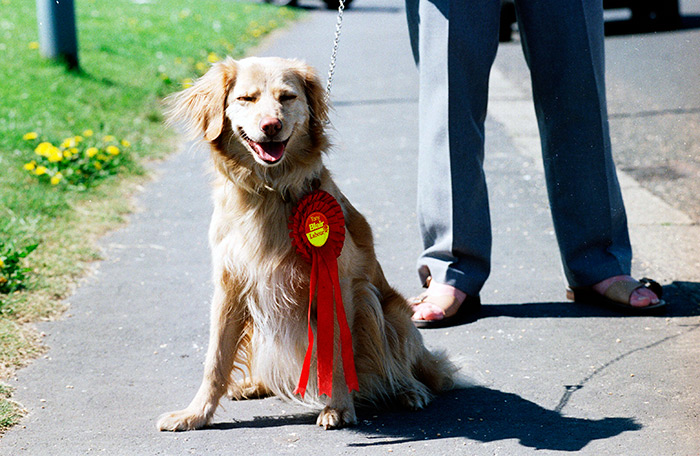 SUPPORT... A dog shows his support for Tony Blair in Sedgefield...