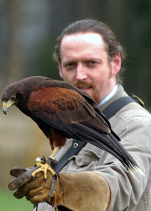 HAWK-EYED... Cyril the Harris hawk with reporter Ian Duncan...