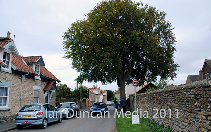 UNDER THREAT... The beech tree in Irton...