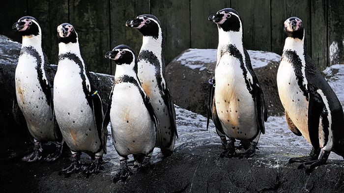 TRAUMATISED... The penguins’ enclosure where there were late-night intruders at Scarborough Sea Life Centre...