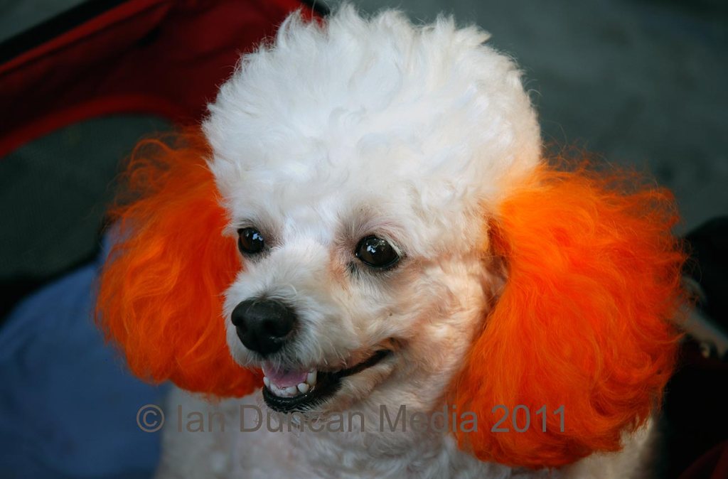 HUTONGS… Dog with orange ears in Beijing in China…
