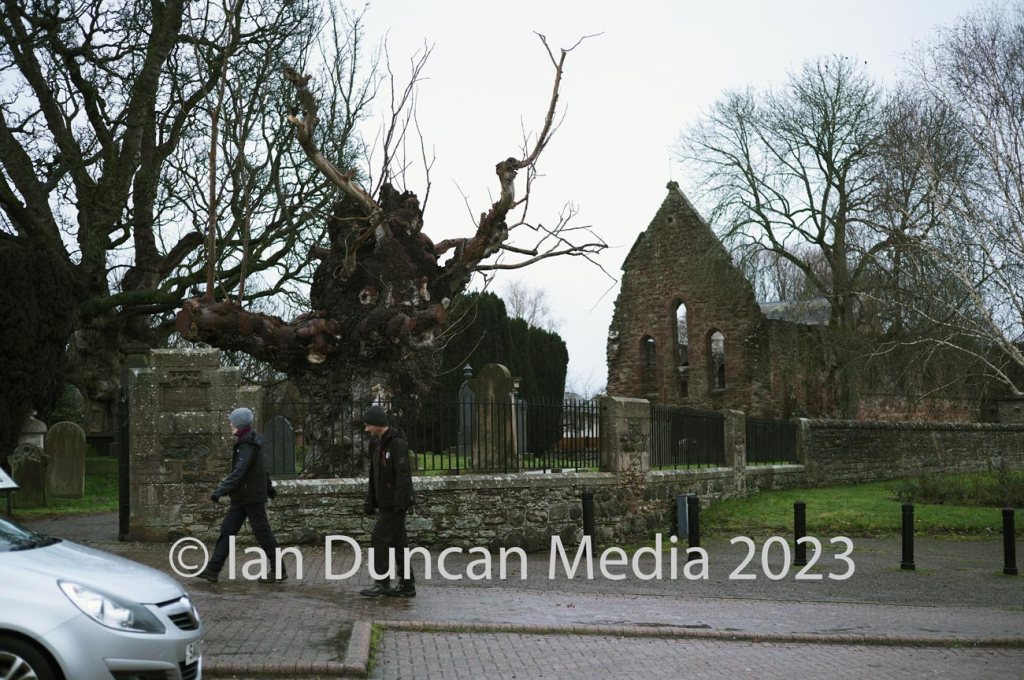 STILL STANDING... The wych elm at Beauly, to the west of Inverness, two days before it dramatically collapsed earlier this year...