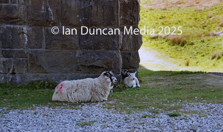 SETTLE TO CARLISLE RAILWAY… The iconic rail route in the north of England… Ribblehead Viaduct…
