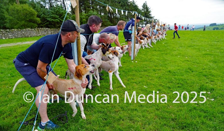 The International Hound Races at Tallentire Hill, near Cockermouth in Cumbria. Start of the open restricted race. Source: Ian Duncan.
