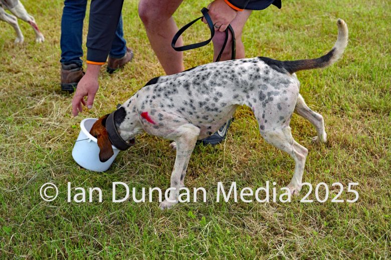 The International Hound Races at Tallentire Hill, near Cockermouth in Cumbria. Finish of the open restricted race. Source: Ian Duncan.