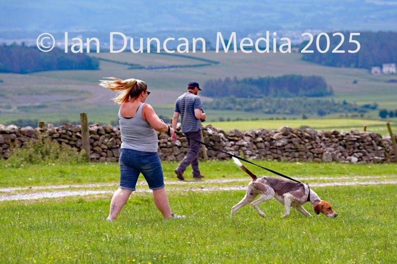 The International Hound Races at Tallentire Hill, near Cockermouth in Cumbria. The start of the senior maidens race. Source: Ian Duncan.