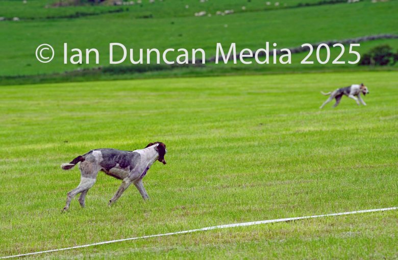 The International Hound Races at Tallentire Hill, near Cockermouth in Cumbria. The finish of the senior maidens race where one hound stopped just short of the finish line. Source: Ian Duncan.