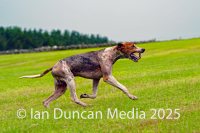 The International Hound Races at Tallentire Hill, near Cockermouth in Cumbria. The finish of the senior maidens race. Source: Ian Duncan.