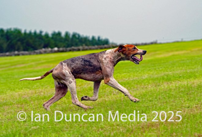 The International Hound Races at Tallentire Hill, near Cockermouth in Cumbria. The finish of the senior maidens race. Source: Ian Duncan.