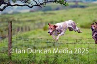 Hounds jump across a fence during the Annual Festival of Hound Racing event near Kirkland in Cumbria.