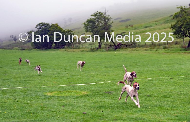 Hounds cross the finish line during the Annual Festival of Hound Racing event near Kirkland in Cumbria.